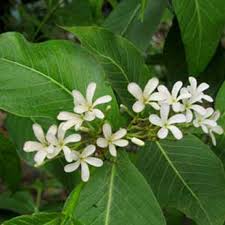 Image result for Holarrhena