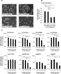 Uses its genetic instructions to assemble insulin. Culture Density Contributes To Hepatic Functions Of Fresh Human Hepatocytes Isolated From Chimeric Mice With Humanized Livers Novel Long Term Functional Two Dimensional In Vitro Tool For Developing New Drugs