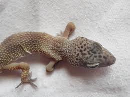 ANOTHER Leopard Gecko Rescue (Morph!?)! REALLY BAD MBD. Pics and Video! |  Reptile Forums