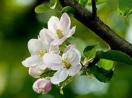 Growing Organic Apples With Fruit Bagging Apple Blossom Flower Apple Tree Nature Tree