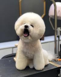 Get into the dog grooming business from the entrepreneur list of pet businesses business ideas. Korean Dog Grooming Near Me Cheap Buy Online