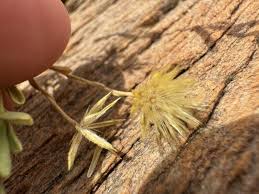 Image result for Pegolettia senegalensis