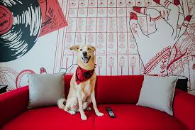 6710 s dixie hwy west palm beach, fl 33405. 7 Of The Best Pet Friendly Hotels In Dubai What S On
