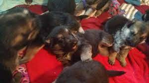 Puppies for sale from dog breeders near springfield, missouri. German Shepherd Puppies For Sale In Springfield Missouri Classified Americanlisted Com