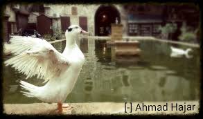 pin by ahmad hajar on طيور animals doves release dove
