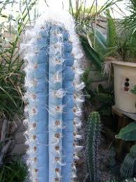 Wondering how much to water cacti? Blue Cacti For Landscaping Dave S Garden