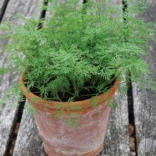 Keep seeds exposed and moist misting with a spray. Dill Nano Dwarf Herb Seeds From D T Brown