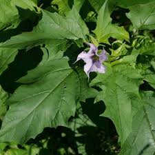 Image result for Datura stramonium