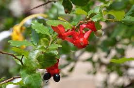 Image result for Ochnaceae