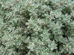 Capable of growing to over 20 inches in size, a caraway thyme will give you enough harvest to cook for weeks. Thyme Planting Growing And Harvesting Thyme The Old Farmer S Almanac