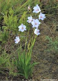 Image result for Aristea