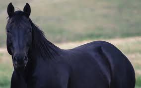 Check spelling or type a new query. Wallpaper Black Horse 1920x1200 Hd Picture Image