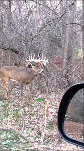 0 44 Huge Buck Grazing Monster Buck Deer Pictures Whitetail Deer Pictures