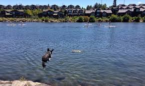 We did not find results for: A Dog S Guide To Trails In Central Oregon Travel Oregon