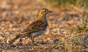Cette alouette, similaire à l'alouette calandrelle par la taille et par la silhouette, semble plus unie avec une poitrine nettement rayée. L Alouette Des Champs Lpo Paca Ligue Pour La Protection Des Oiseaux