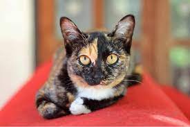 Calico Cats Genetics Personality Lifespan And Intelligence All About Cats