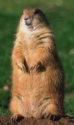 Check spelling or type a new query. The Answer To How Much Wood Would A Woodchuck Chuck If A Woodchuck Could Chuck Wood Uncyclopedia The Content Free Encyclopedia