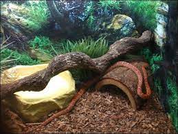 5 Best Vivarium For Corn Snake In 2021 Corn Snake Pet Snake Reptile Enclosure