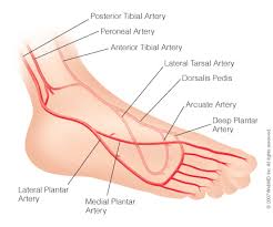 Lateral Plantar Artery Arteries Cardiovascular System Carpal Tunnel