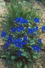 Check spelling or type a new query. Growing Natives California Native Plant Society California Native Plants California Plants Plants