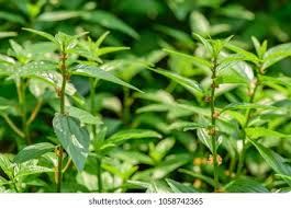 Image result for Pouzolzia