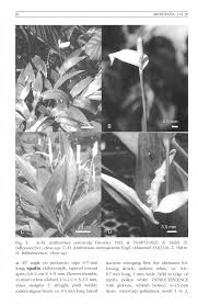 Image result for Antrophyum mannianum