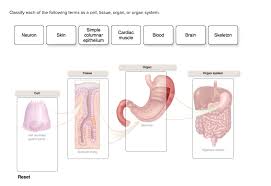 We did not find results for: Classify Each Of The Following Terms As A Cell Chegg Com