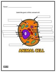Plant and animal cell diagram worksheet bio pinterest from cell worksheet, source:pinterest.com. Innovative Teacher Science Cells Cells Worksheet Homeschool Science