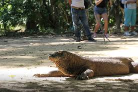 We did not find results for: Haruskah Komodo Dipisahkan Dari Manusia