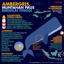 Salah satu cara yang paling mudah. Ambergris Kotoran Dan Muntahan Paus Yang Bermanfaat Serta Mahal Grafis Tempo Co