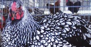 Silver laced wyandotte (bantams) breed information. About Wyandotte Chickens Gorgeous Heritage Dual Purpose Chickens