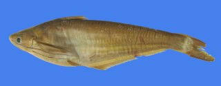 PlanetCatfish.com - The genus Clupisoma