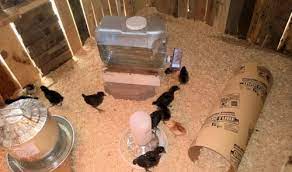 My first year of raising chicks, i naturally didn't have a broody hen to take care of raising chicks. Heating Pad Mama Hen Marine Corps Nomads