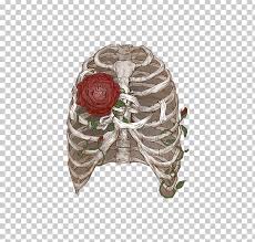 The thorax is anatomical structure supported by a skeletal framework (thoracic cage) and contains the the thoracic cage consists of the 12 pairs of ribs with their costal cartilages and the sternum. Rib Cage Human Skeleton Drawing Anatomy Flower Png Clipart Anatomy Art Bone Drawing Flower Free Png