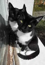 I'm just glad i could give her such a great life and i'm grateful for her. The Tuxedo Cat Cat Breeds Encyclopedia