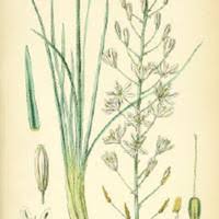 Image result for Trachyandra saltii