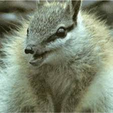 Marsupial Anteater Keseli Karinca Yiyen Hayvanlar