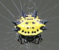 Black And Yellow Striped Spider Australia Black And Yellow Spiders The Infinite Spider Spider Beautiful Bugs Spider Bites