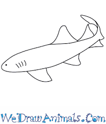 Dec 10, 2019 · a. How To Draw A Nurse Shark