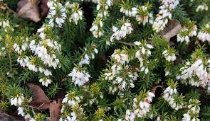 Heather Flower Meaning Symbolism And Colors