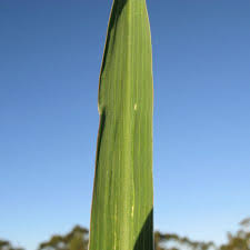 Image result for Setaria incrassata