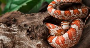 Corn snakes prefer to eat in the dark and, especially with new owners, are most comfortable eating alone. Different Name Same Great Snake Overview Of Corn Snakes