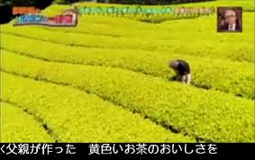 ポツンと一軒家で お茶 が話題に トレンドアットtv