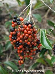 Image result for Citharexylum
