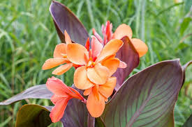 Maybe you would like to learn more about one of these? Canna Lily Plant Care Growing Guide