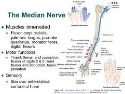 Finger flexors fds and fdp Median Nerve Course And Innervation Epomedicine