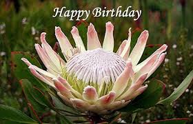 Happy Birthday King Protea Card Printable Digital Photo Card South African Flowers Protea African Flowers