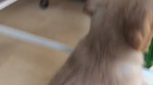 Female, 2 years, 21 weeks. Fursbook