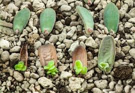 実は意外と簡単に増やせる 多肉植物繁殖方法 In Natural Style