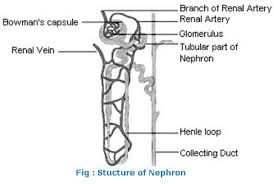 Transcribed image text from this question. 35 Label The Nephron Answers Labels Design Ideas 2020